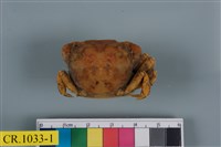 藏品(絨毛近方蟹)的圖片